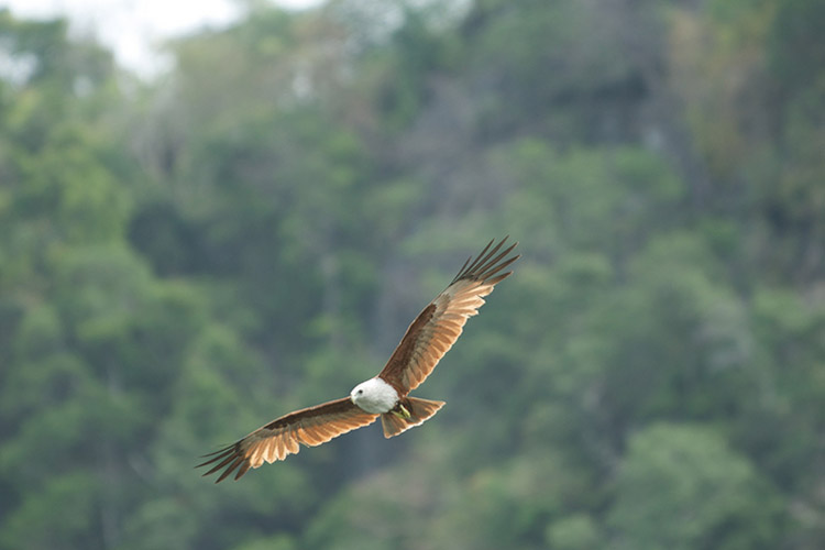 Eagle Sanctuary in Langkawi