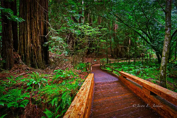 Botanical Ecotourism at its best - Muir Woods National Monument