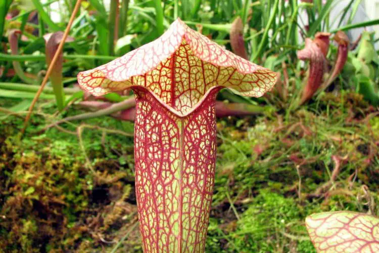 Pitcher Plant