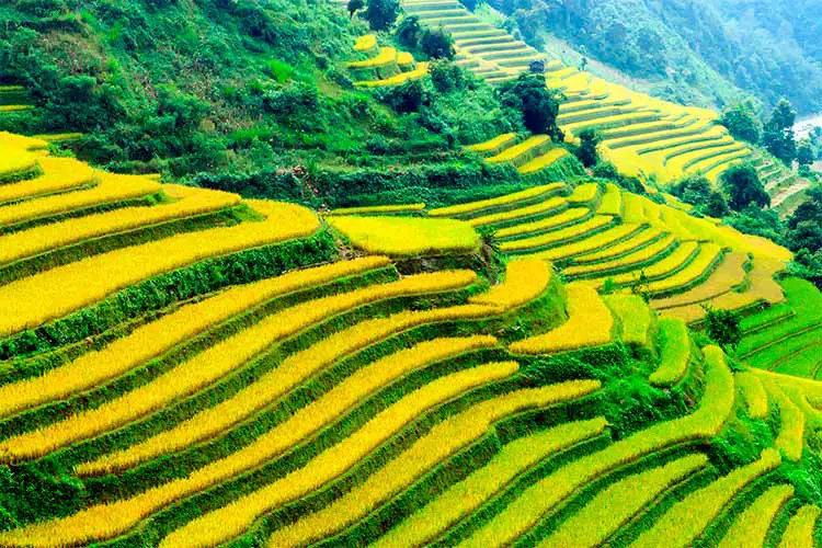 Rice Fields in Sapa, Vietnam