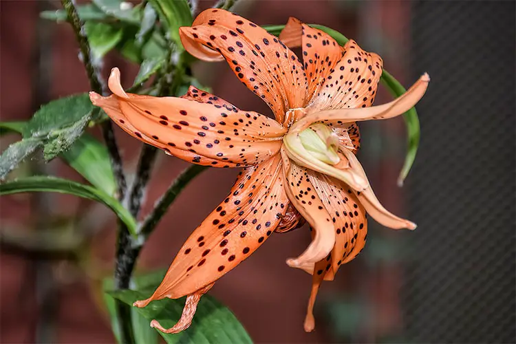 Tiger Lily at the Flower Dome, Gardens by the Bay