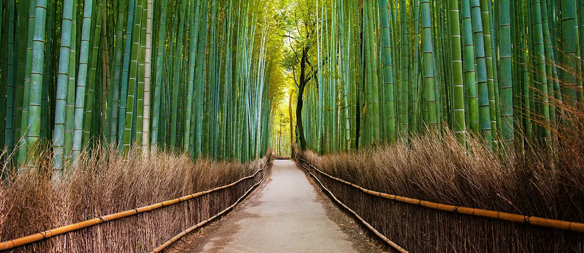 Bamboo Forest in Arashiyama, Kyoto