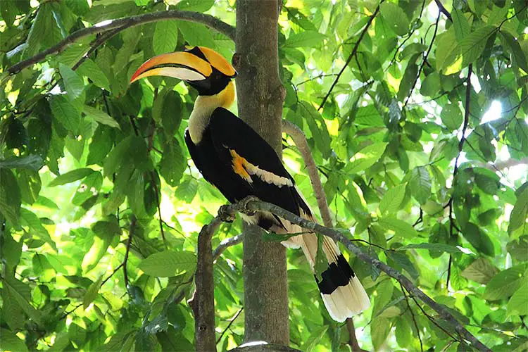 Big Hornbill on a Trip through the Langkawi Rainforest in Malaysia