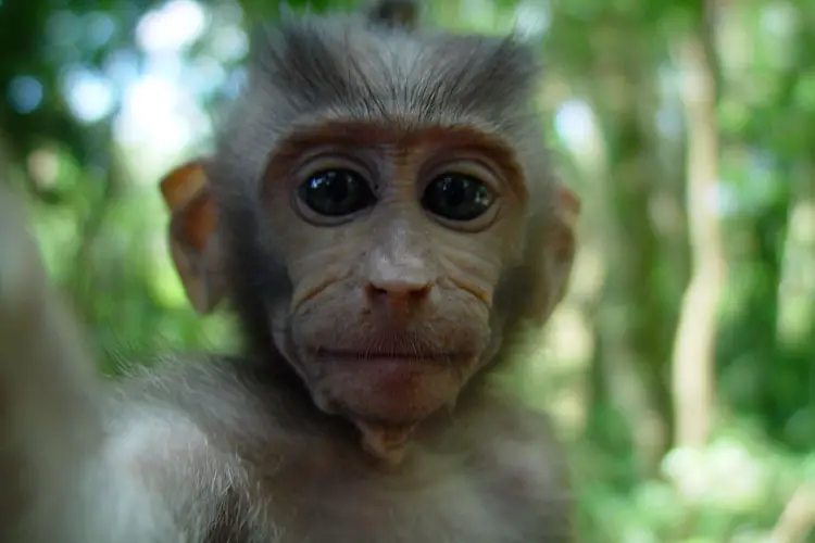 Baby Monkey in the Sacred Monkey Forest