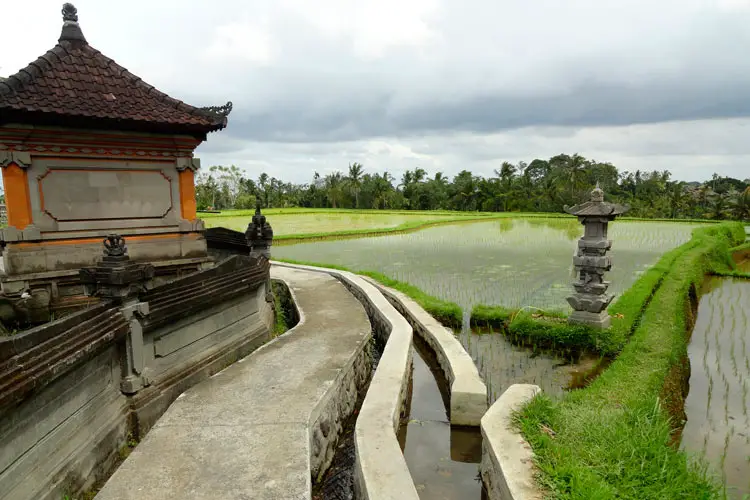 Campuhan Ridge Walk, Ubud, Bali