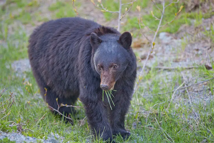 Black Bear in Whistler Olympic Park