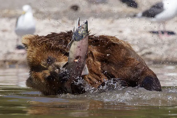 Brown Bear Fishing at Kurilskoye Lake, Kamchatka