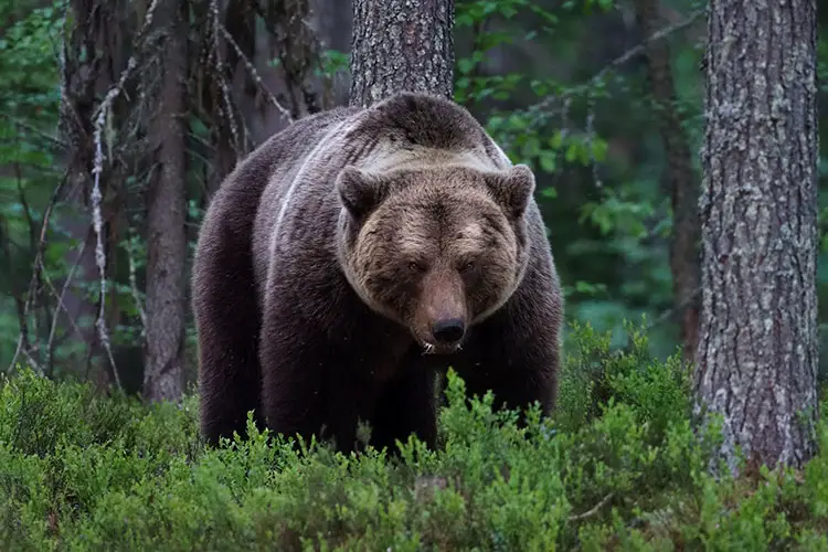 Brown Bear in Viiksimo, Finland