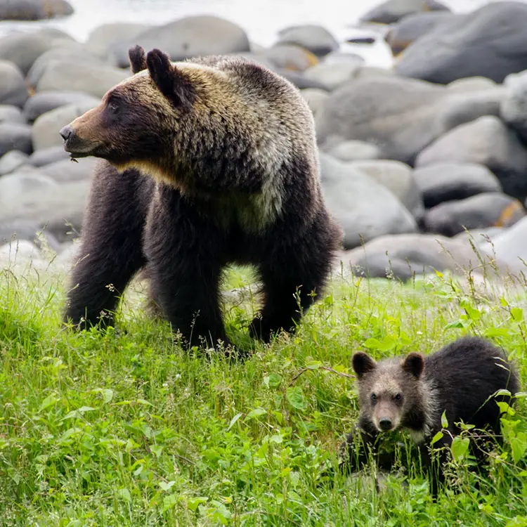 Brown Bears in Shiretoko National Park