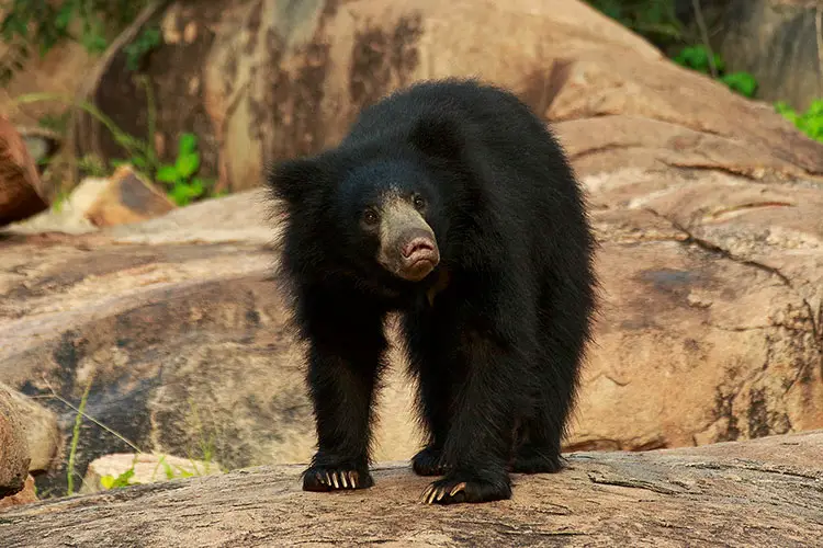 Sloth Bear in Daroji Sloth Bear Sanctuary, India