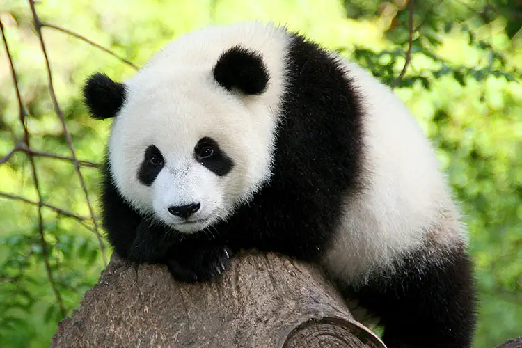 Pandas at Wolong, Sichuan Province