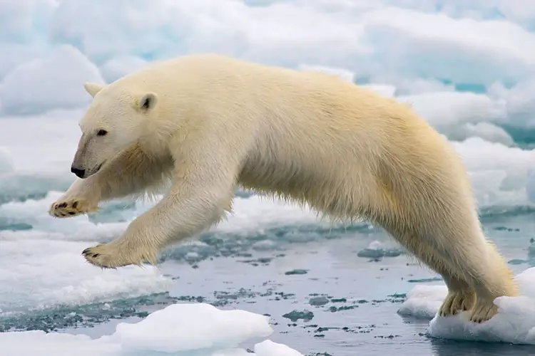 Polar Bear in Spitsbergen, Svalbard