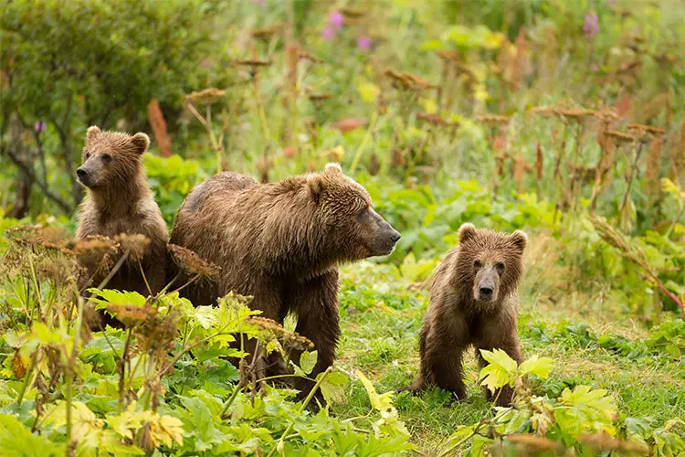 Sow and cubs in Kodiak National Wildlife Refuge