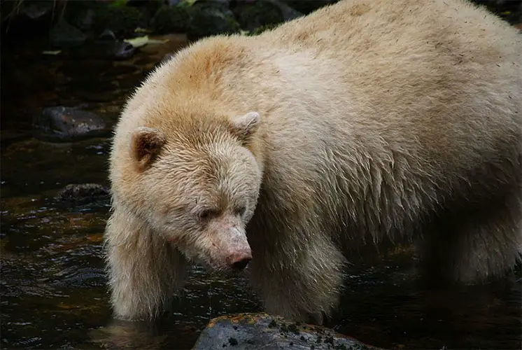 A Spirit Bear in the Great Bear Rainforest