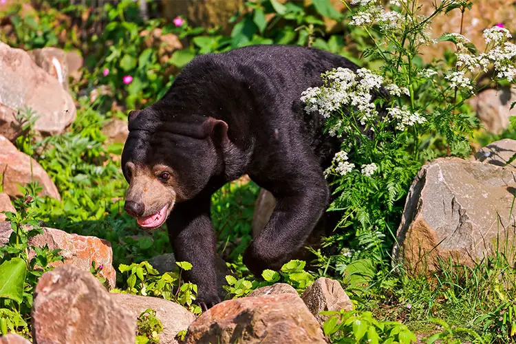 Sun Bear