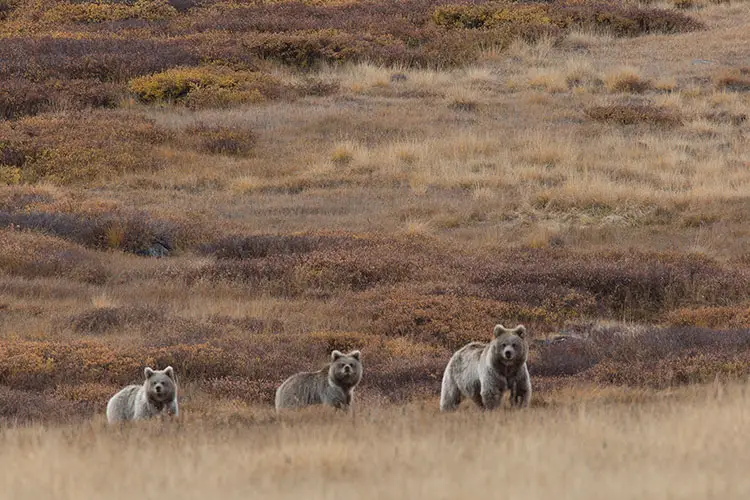 Himalayan brown bears in Dras, Jammu & Kashmir