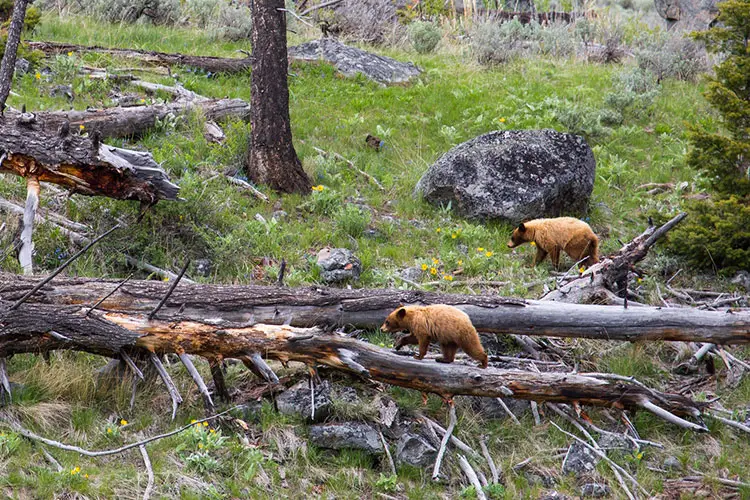Yearling Cinnamon Black Bears, Slough Creek