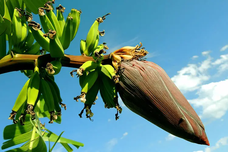 Banana tree with bananas in the early stage of their development