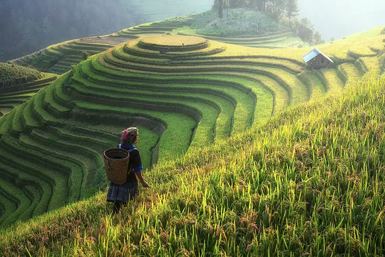 Farmer in her rice terrace, China