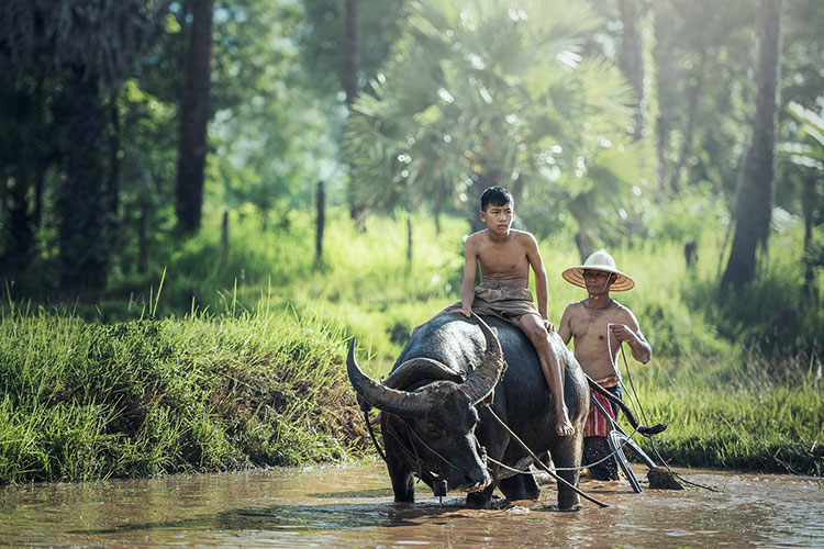 Farmers using a water buffalo in Vietnam