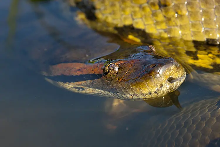 Anaconda lurking in the water