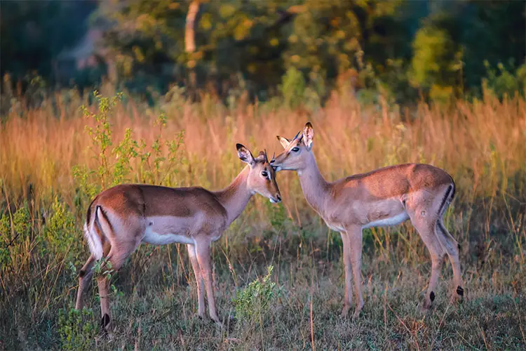 Antelope in Sabi Sands Game Reserve, South Africa