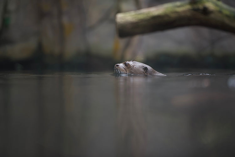 Giant Otter swimming in a river