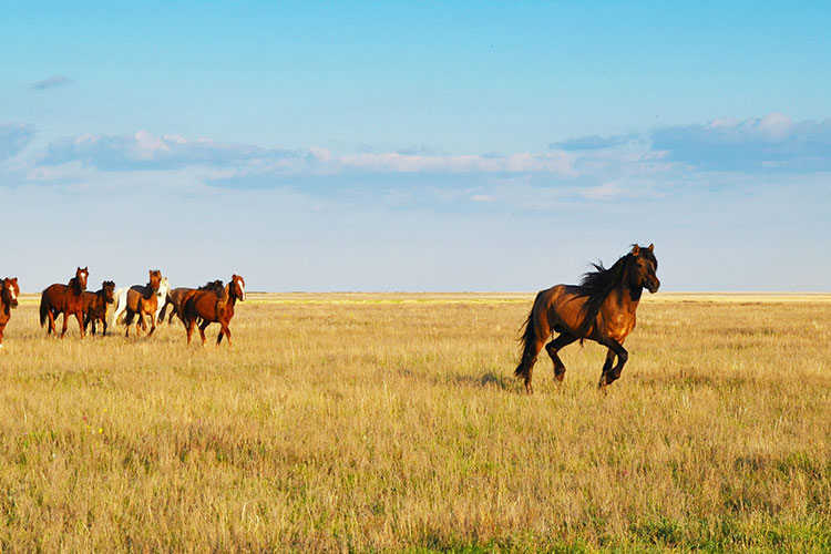 Horses on the steppes of Kazakhstan