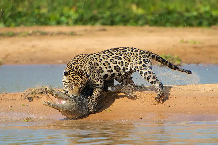 Jaguar attacking cayman crocodile in Brazil
