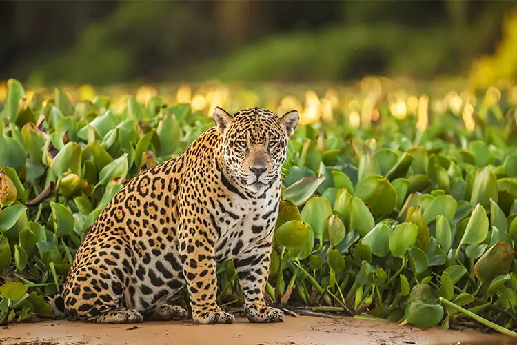 Jaguar on the banks of the Amazon in Brazil