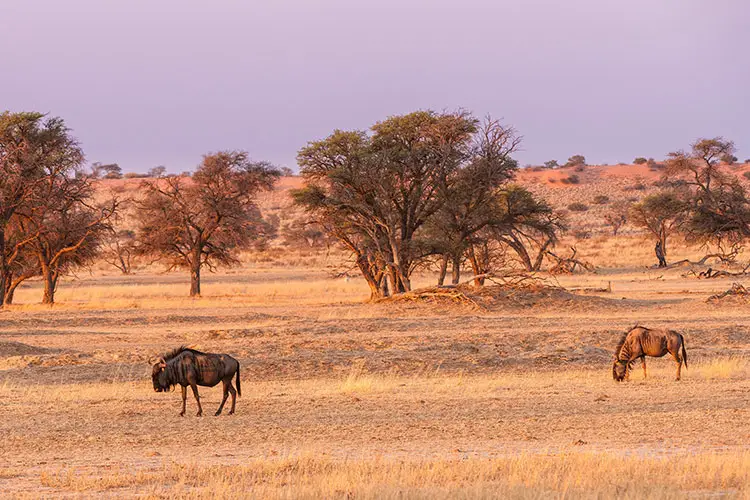 Landscape in the Kalahari desert with two Wildebeest