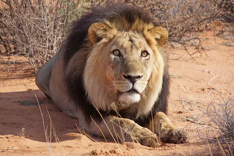 Lion in Kalahari Game Reserve