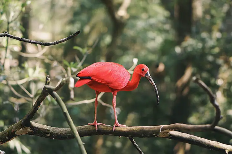 Long-Beaked Red Bird in Brazil