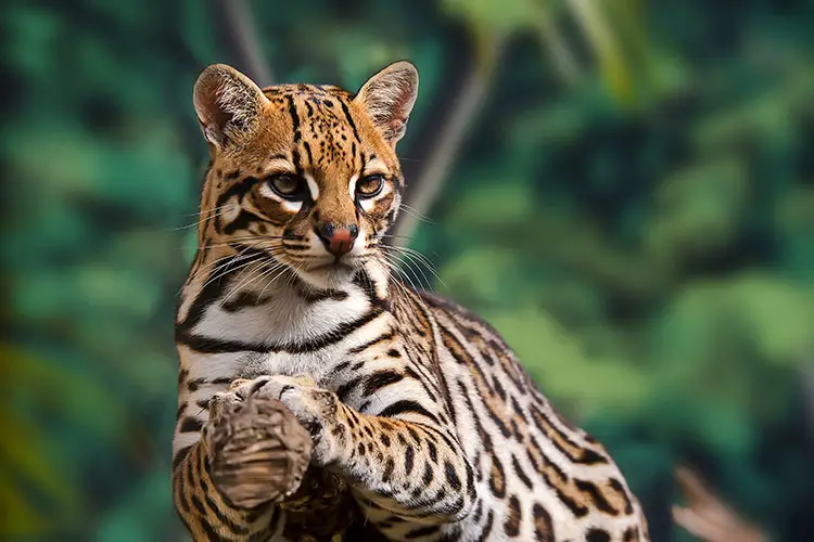 Ocelot on tree branch