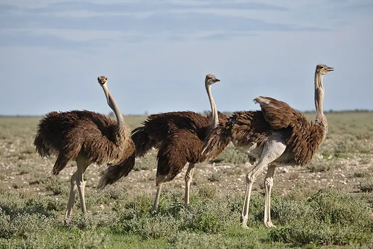 Ostriches in Etosha, Namibia