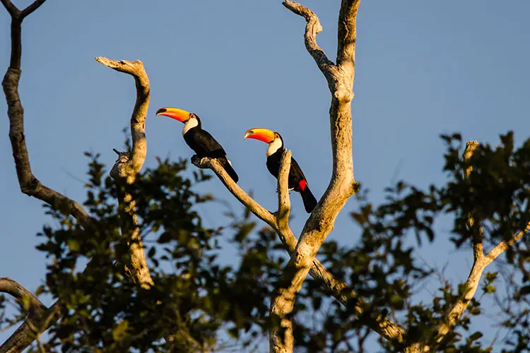 Toucans in Pousada Santa Clara, Pantanal, Brazil