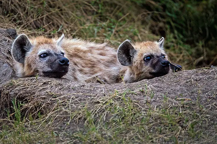 Two young hyenas look out from the safety of the den. Masai Mara, Kenya