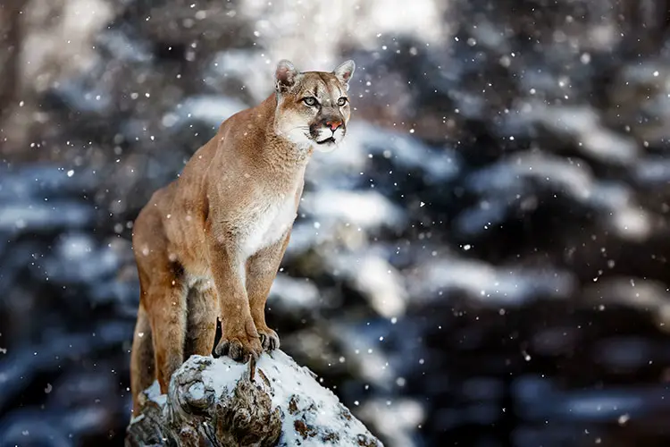 Adult cougar in winter