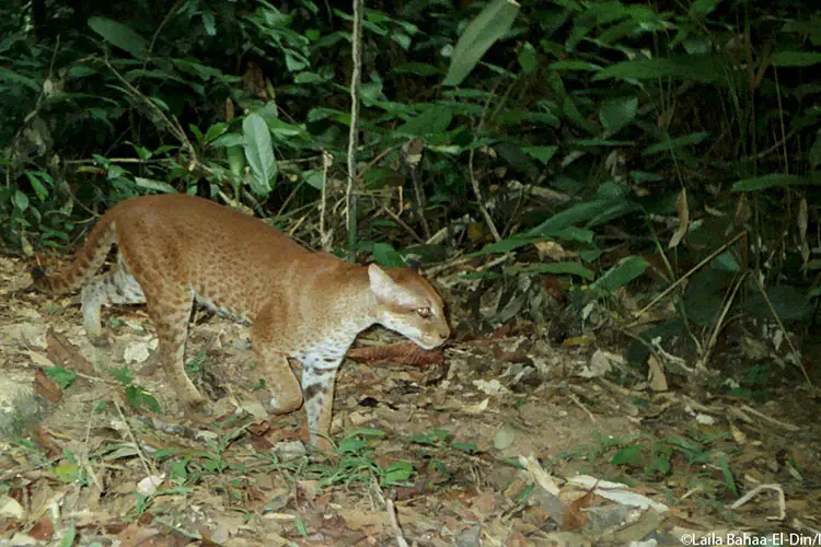 African Golden Cat