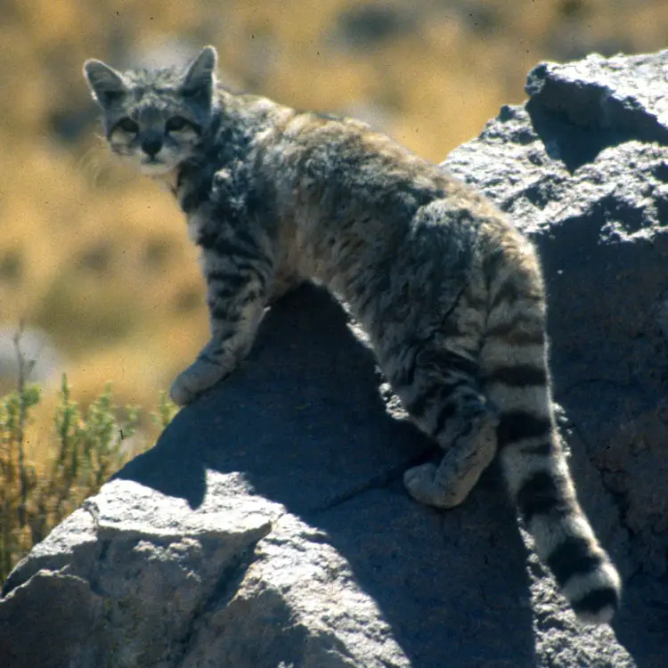 Andean Mountain Cat