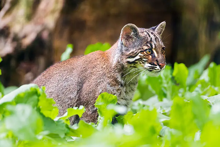 Asian golden cat