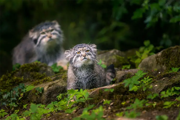 Pallas's Cat mother and kitten