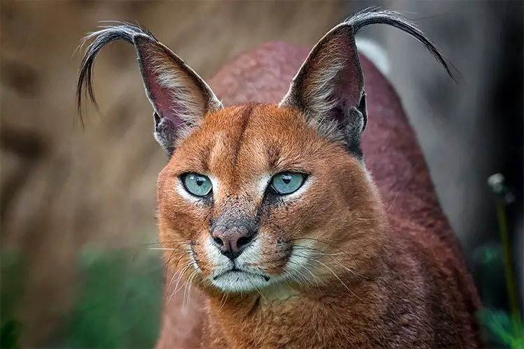 Beautiful Caracal