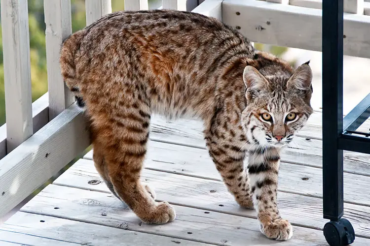 Bobcat on porch in New Mexico