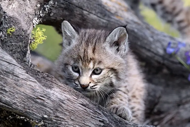 Canadian Lynx Kitten