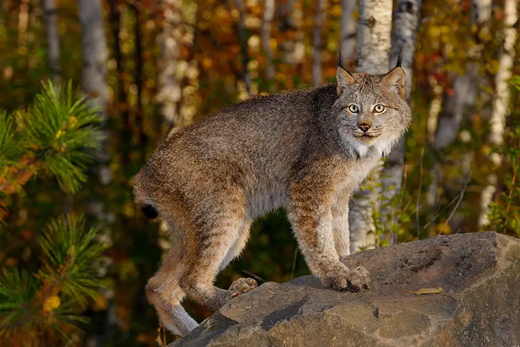 Canadian Lynx standing on a rock in a birch forest in Autumn at sunrise