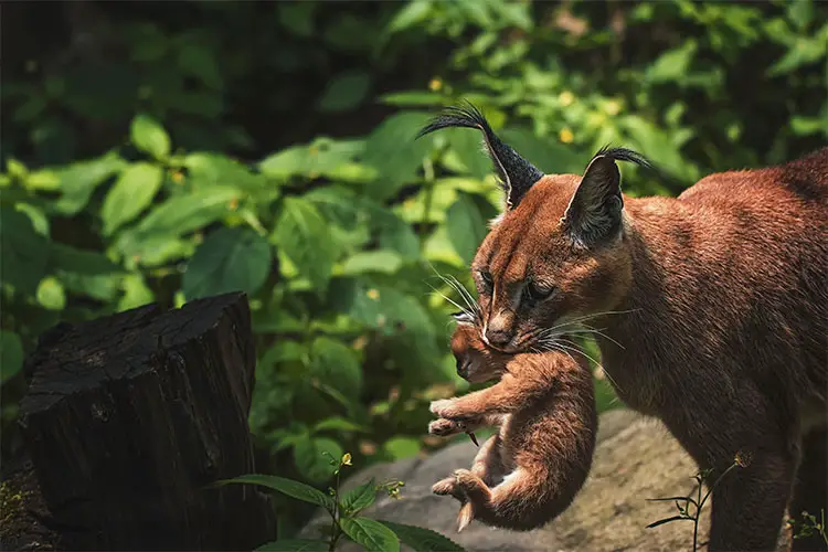 Caracal mother with small cub