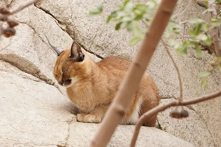 Caracal taking a cat-nap!