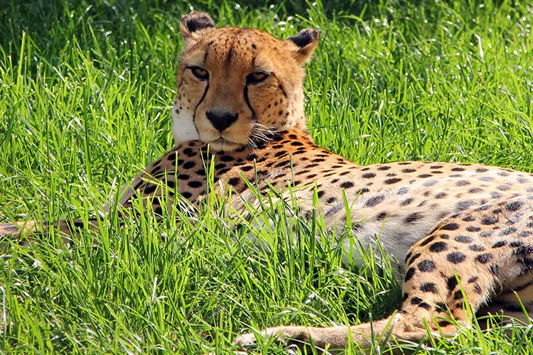 Male Asiatic cheetah