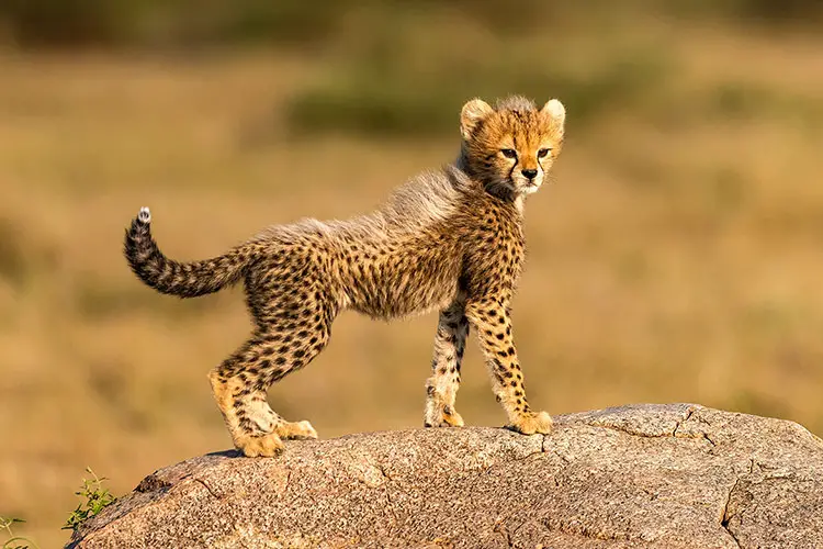 Cheetah cub on boulder, Serengeti National Park, Tanzania